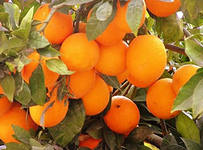Апельсиновая диета для сладкоежек